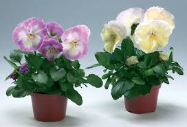 Image result for Viola x wittrockiana `Hiemalis`