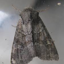 Attēlu rezultāti vaicājumam “Apamea sordens”