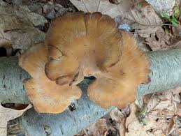 Attēlu rezultāti vaicājumam “Polyporus varius”