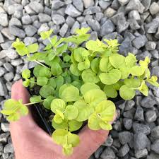 Attēlu rezultāti vaicājumam “Lysimachia nummularia leaf”