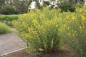 Image result for Genista tinctoria
