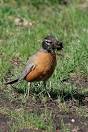 Where will the robin build its nest?