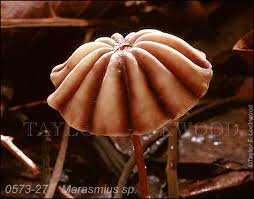 Attēlu rezultāti vaicājumam “Marasmius sp.”