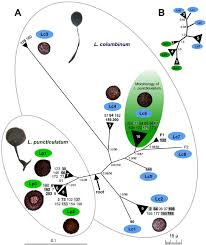 Attēlu rezultāti vaicājumam “Lamproderma columbinum”