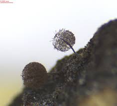 Attēlu rezultāti vaicājumam “Comatricha pulchella stalked”