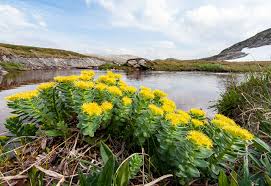 Attēlu rezultāti vaicājumam “Rhodiola rosea flower”