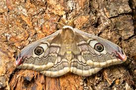 Attēlu rezultāti vaicājumam “Saturnia pavonia female”