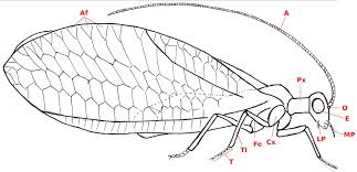 Attēlu rezultāti vaicājumam “Neuroptera”
