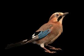 Attēlu rezultāti vaicājumam “Garrulus glandarius”