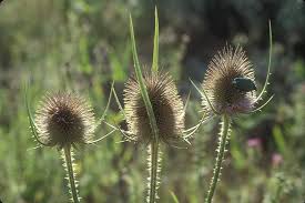 Image result for Dipsacus laciniatus