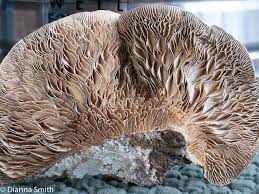 Attēlu rezultāti vaicājumam “Lenzites betulina”