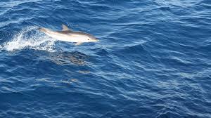 Afbeeldingsresultaat voor dolfijnen