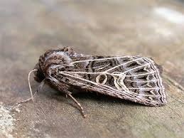 Attēlu rezultāti vaicājumam “Tholera decimalis”