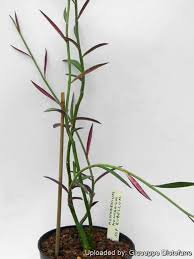 Attēlu rezultāti vaicājumam “Diderma montanum var. album macro”