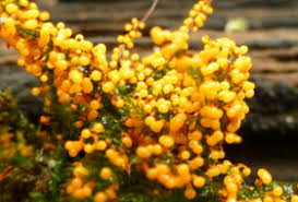 Attēlu rezultāti vaicājumam “Physarum braunianum”