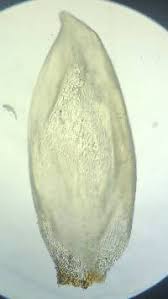 Attēlu rezultāti vaicājumam “Pleurozium schreberi sporophyte”