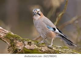 Attēlu rezultāti vaicājumam “Garrulus glandarius”