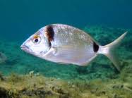 Image result for Diplodus vulgaris