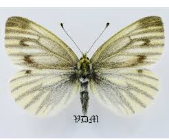 Attēlu rezultāti vaicājumam “Pieris napi male”