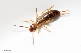 Attēlu rezultāti vaicājumam “Forficula auricularia male”