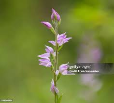Attēlu rezultāti vaicājumam “Cephalanthera rubra leaf”