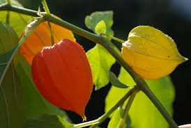 Image result for Lampionblume