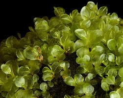 Attēlu rezultāti vaicājumam “Rhizomnium punctatum sporophyte”