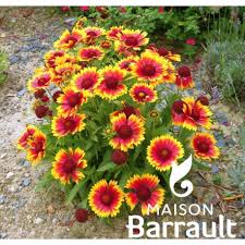 Image result for Gaillardia `Kobold`