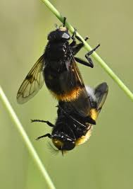 Attēlu rezultāti vaicājumam “Volucella bombylans”