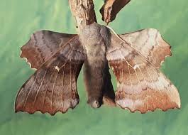 Attēlu rezultāti vaicājumam “Laothoe populi”