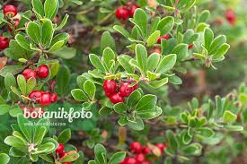 Attēlu rezultāti vaicājumam “Arctostaphylos uva-ursi fruit”