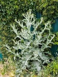 Image result for Onopordum acanthium