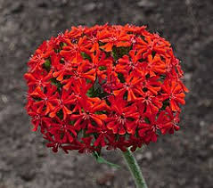 Attēlu rezultāti vaicājumam “Silene tatarica bud”