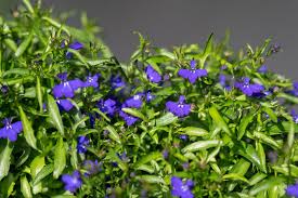 Image result for Lobelien