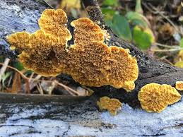 Attēlu rezultāti vaicājumam “Pseudomerulius aureus”