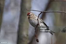 Attēlu rezultāti vaicājumam “Carduelis flammea male”