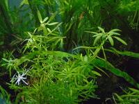 Attēlu rezultāti vaicājumam “Callitriche hermaphroditica”