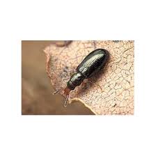 Attēlu rezultāti vaicājumam “Dasytidae”