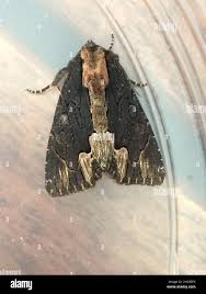 Attēlu rezultāti vaicājumam “Dypterygia scabriuscula”