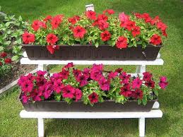 Image result for Petunie