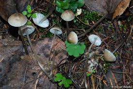 Attēlu rezultāti vaicājumam “Mycena filopes”