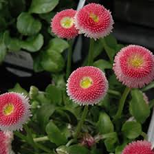 Image result for Bellis perennis