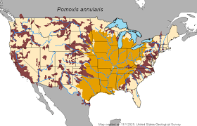 Image result for Pomoxis annularis