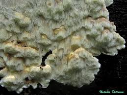 Attēlu rezultāti vaicājumam “Sarcoporia polyspora”