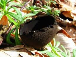 Attēlu rezultāti vaicājumam “Craterium sp.”