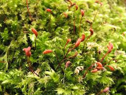 Attēlu rezultāti vaicājumam “Thamnobryum subserratum sporophyte”