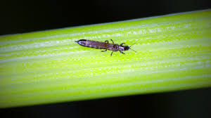 Attēlu rezultāti vaicājumam “Thysanoptera”