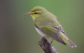 Image result for Phylloscopus ibericus