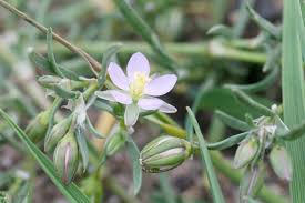 Attēlu rezultāti vaicājumam “Spergularia rubra”