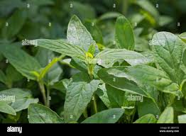 Attēlu rezultāti vaicājumam “Prunella vulgaris leaf”